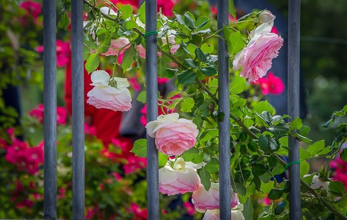 verblüffende rosen abschneiden gartenzaundeko gartezaun dekorieren hübsche blumen garten
