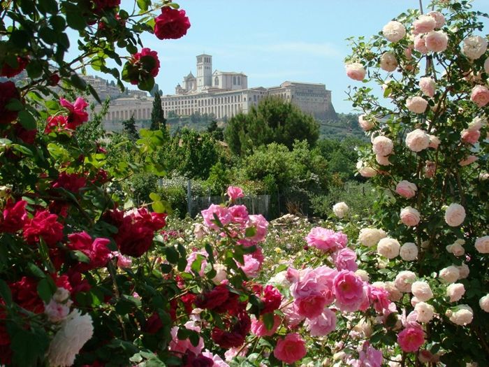 verblüffende rosen abschneiden richtige rosenpflege tipps und tricks für gärtner