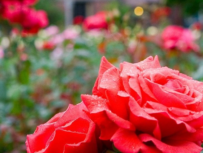 verblüffende rosen abschneiden rote blumen hintergarten dekorieren garten bepflanzen