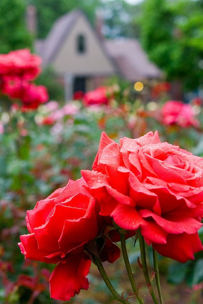 verblüffende rosen abschneiden rote blumen hintergarten dekorieren garten bepflanzen