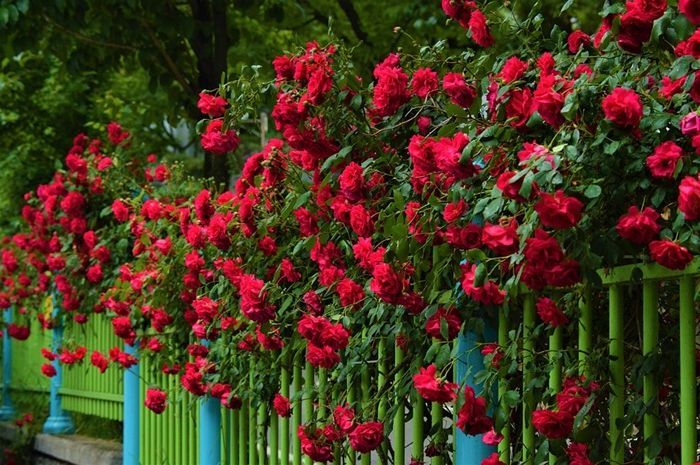 wann rosen schneiden tipps für gärtner garten gestalten gartenblumen ideen