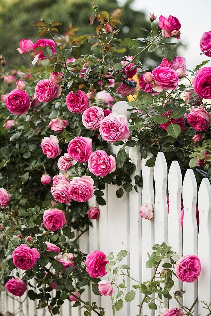 wann schneidet man rosen richige zeit rosenfplege ideen und tipps weißer gartenzaun