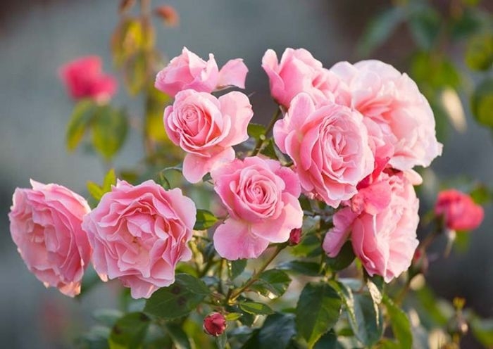 wann schneidet man rosen richtiger schneidezeit tipps zur rosenpflege