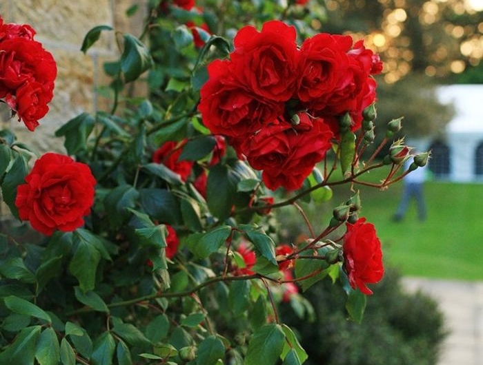 wann schneidet man rosen rote blumen rosenbüsche richtig pflegen für den winter
