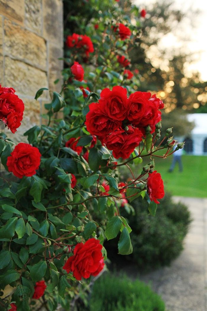 wann schneidet man rosen rote blumen rosenbüsche richtig pflegen für den winter