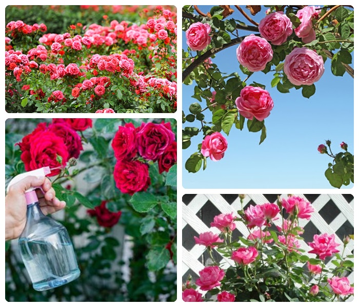 wie schneidet man rosen gartendeko ideen gartenblumen pflegen rosenbüsche