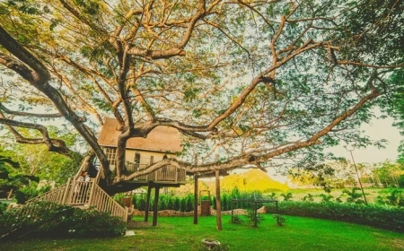 baumhaus selber bauen haus aus holz tipps und hinweise bauprojekt infos