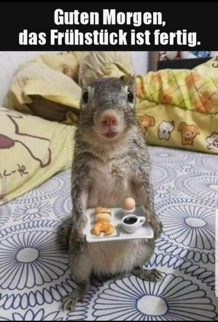 eichhörnchen mit frühstück witze lustige sprüche bilder kostenlos zum totlachen gute morgen stimmung