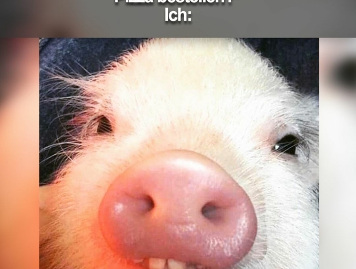 foto von der schnauze eines kleinen schweinchens witzige lustige sprüche bilder kostenlos gute laune