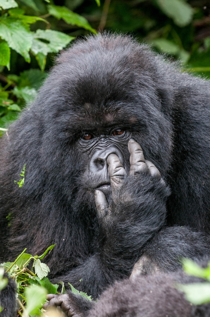 großer schwarzer gorilla in der dschungel finger in der nase lustige profilbilder ideen
