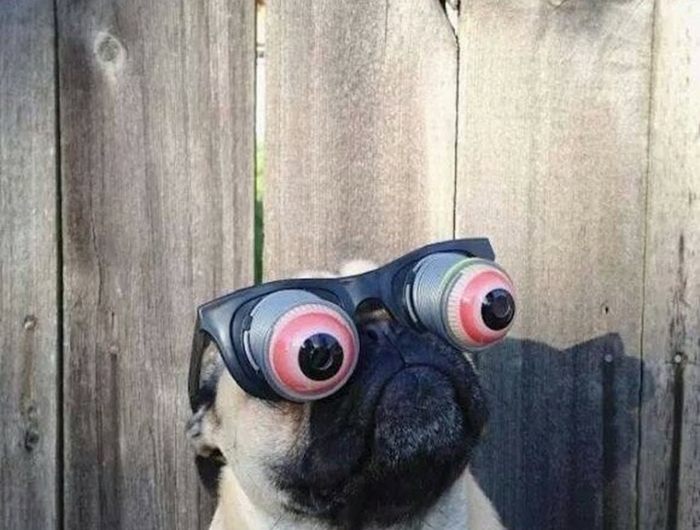 kleiner mops hund mit witzigen brillen lustige profilbilder zum totlachen lustige tiere fotos