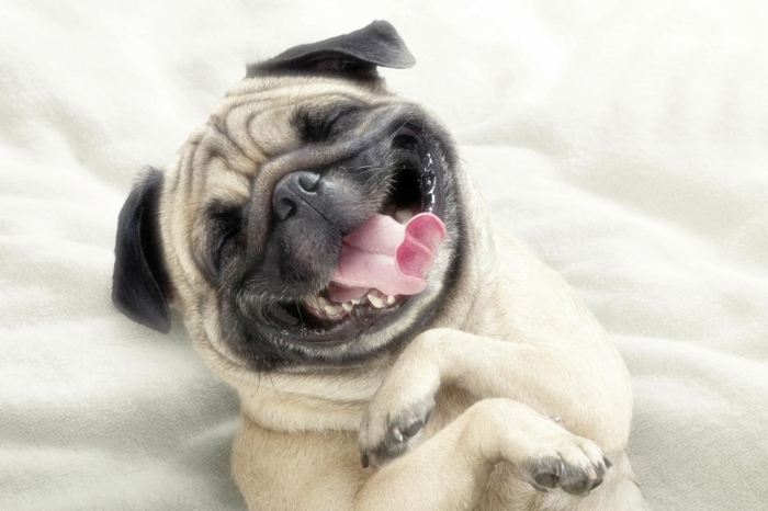lachender mops hund auf einem bett witzige tiere lustige profilbilder online kostenlos