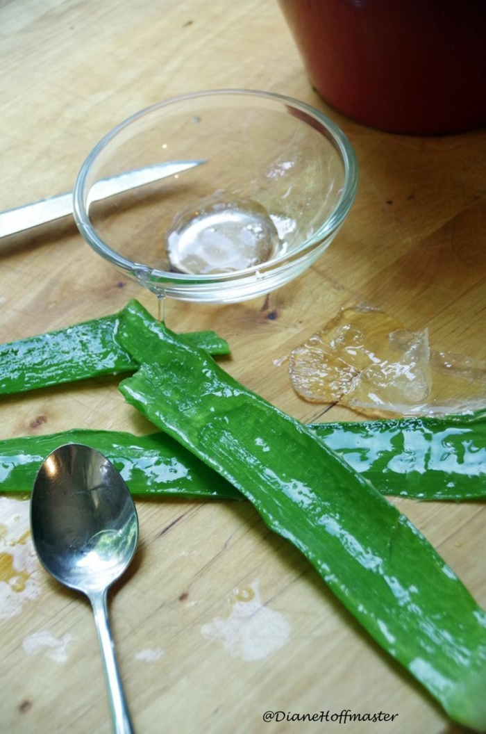 leichte methode aloe vera schneiden gel aus der pflanze bekommen kleiner löffel