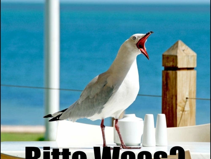 meeresvogel witziges foto von einer möwe am meer lustige bilder mit text kostenlos zum totlachen