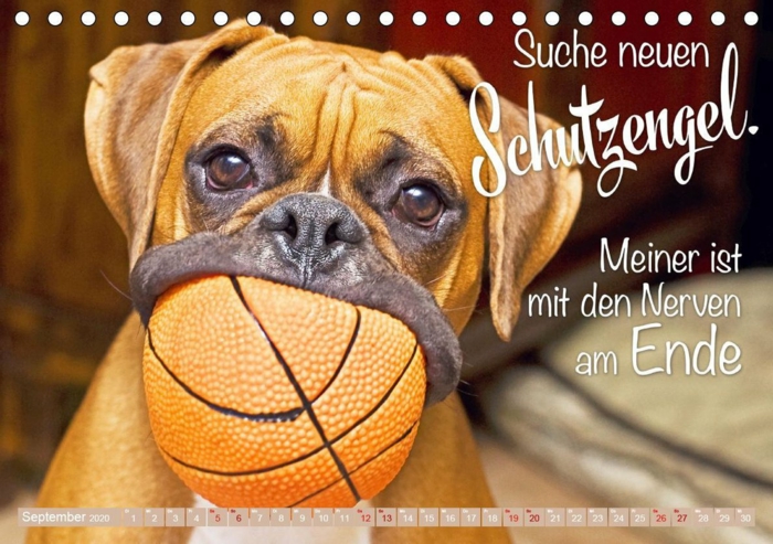 süßer hund mit kleinem basketball im mund lustige sprüche bilder kostenlos die zum lachen bringen