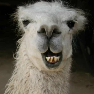 weißes lama lächelnd lustige bilder zum totlache kostenlos lustige profilbilder von tieren