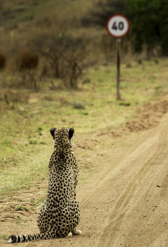 wildiere lustige bilder zum totlachen gepard guckt auf ein verkehrszeichen geschwindikeit beschränkung witziges bild
