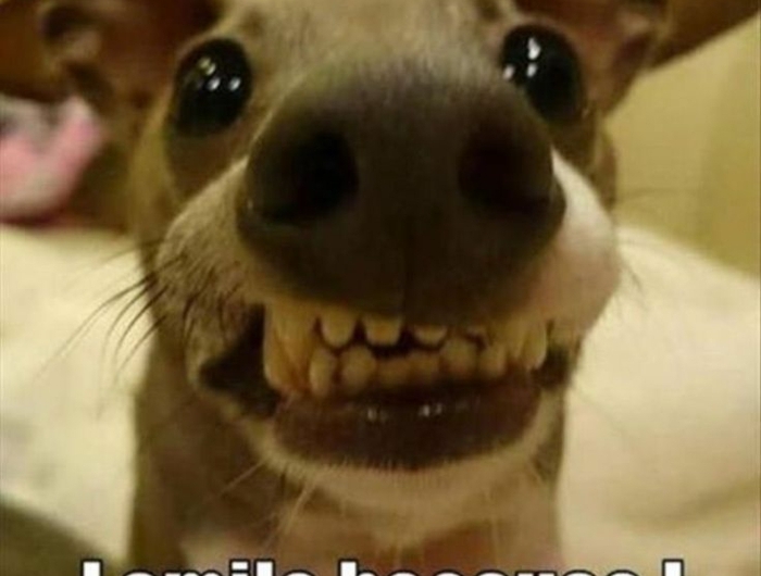 witziger lachender hund lustige sprüche bilder kostenlos bilder die zum lachen bringen