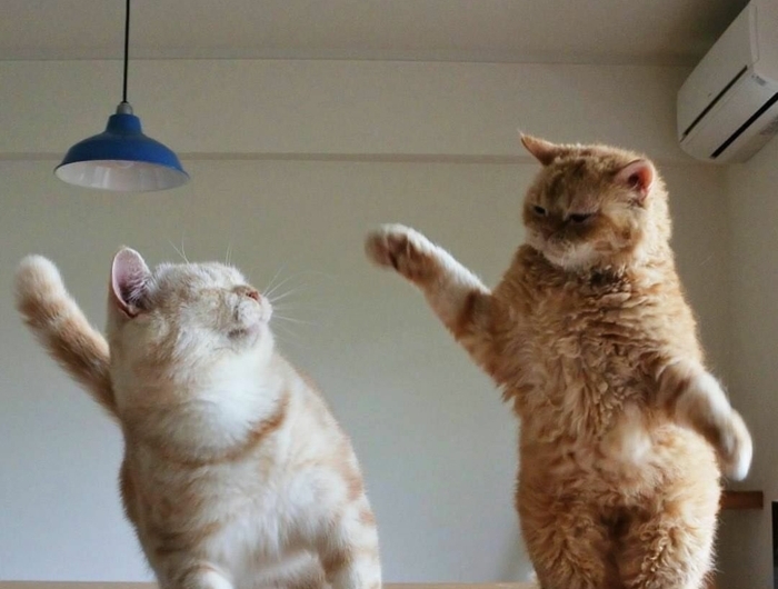 zwei katzen auf einem tisch witzige bilder zum totlachen kostenlos blaue lampe humorvolle bilder bessere stimmung