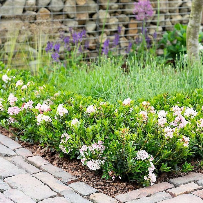 den garten anlegen pflanzen wählen beete bepflanzen ecke rosa blumen bloombux rhododendron