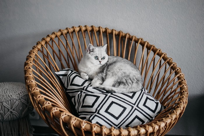 nachhaltige möbel wohntrends umweltfreundlich wohnen ratanstuhl dekokisse in schwarz weiß katze sitzt