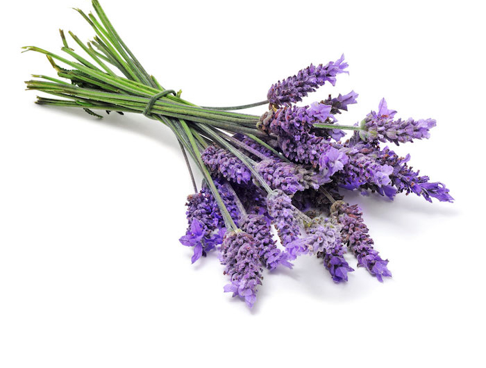 10 lavender blume pflanzen die viel sonne vertragen und wenig wasser brauchen lila bluemen