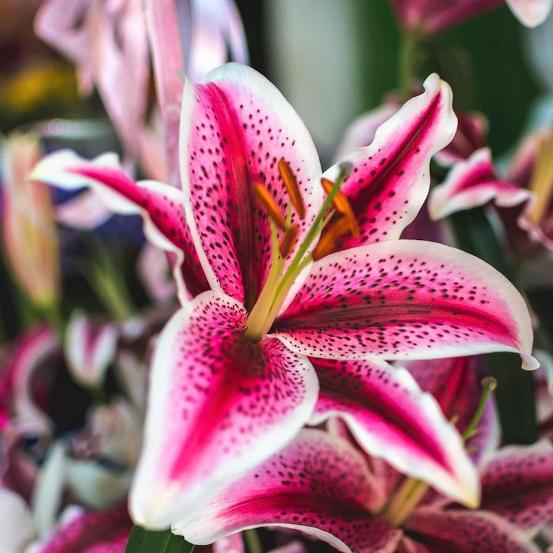 11 lilien stargazer wunderschöne sommerblumen balkon pflegeleicht