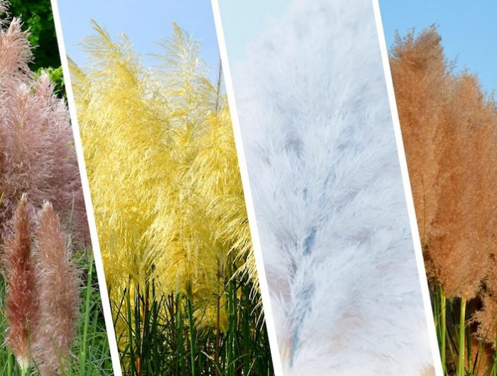 20 collage bunte pampasgras pflanzen pampasgras pflege