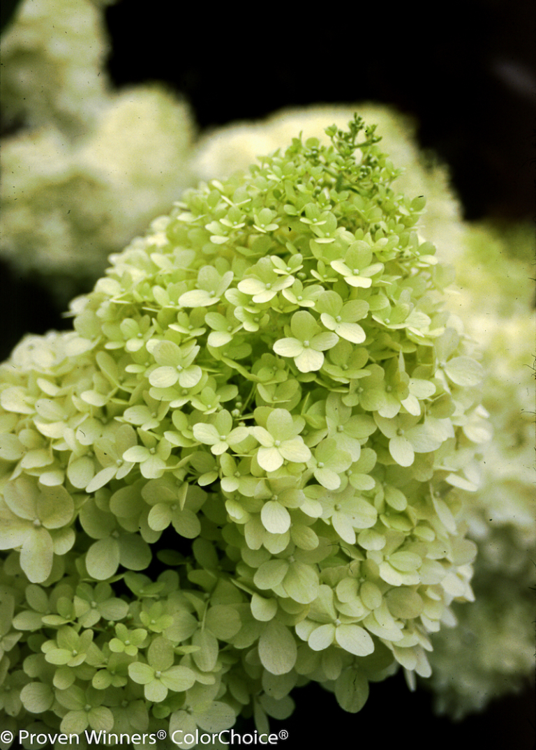 Welche Blumen blühen den ganzen Sommer im Garten