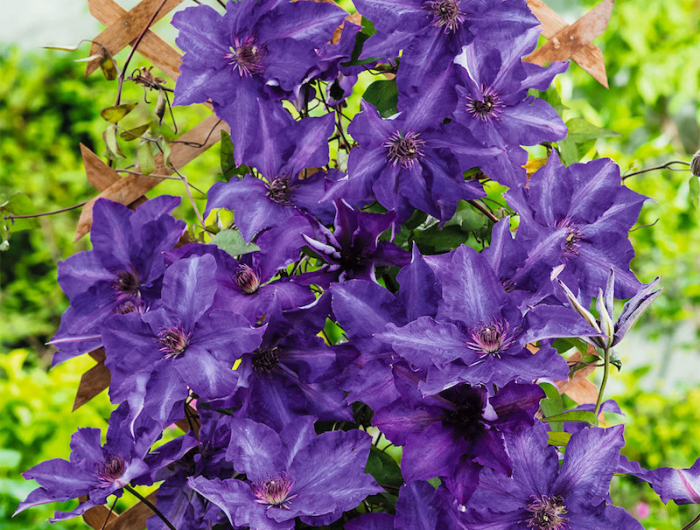 4 waldreben lila blume schöne farben sommerblumen winterhart