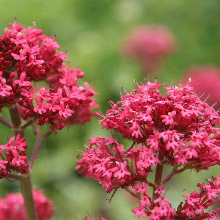 4 rote blume für den garten verbenen pflanzen die viel sonne vertragen und wenig wasser brauchen wichtige informationen