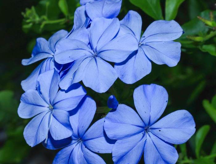 5 zierliche blaue blume bleiwurz pflanzen die viel sonne vertragen und winterhart sind leich zu pflegende blumen