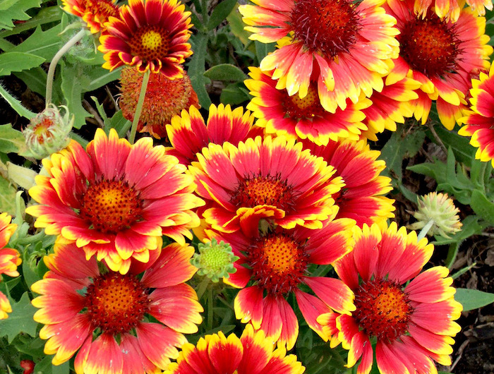 8 kokardenblumen mit roten und gelben farben trockenresistente pflanzen wenig wasser pflanzen