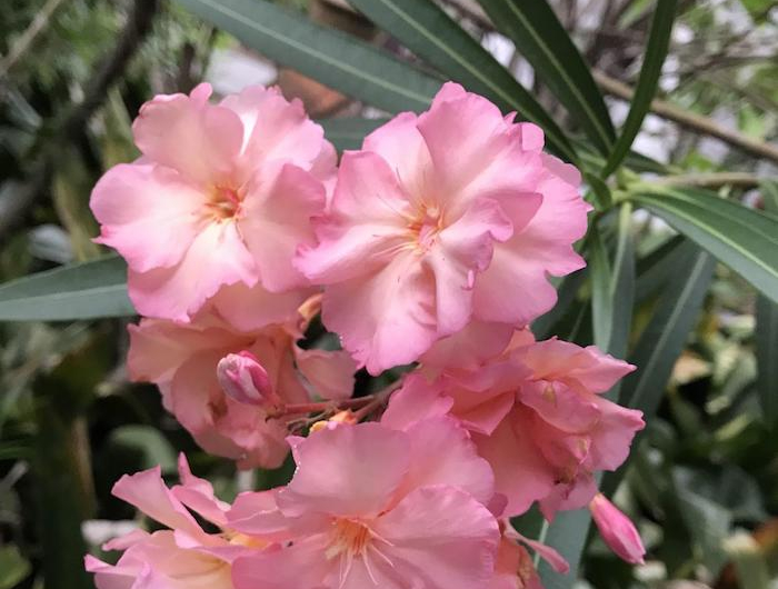 9 oleander blass pinke blume pflanzen für pralle sonne bilder blumen die wenig wasser brauchen garten einrichten