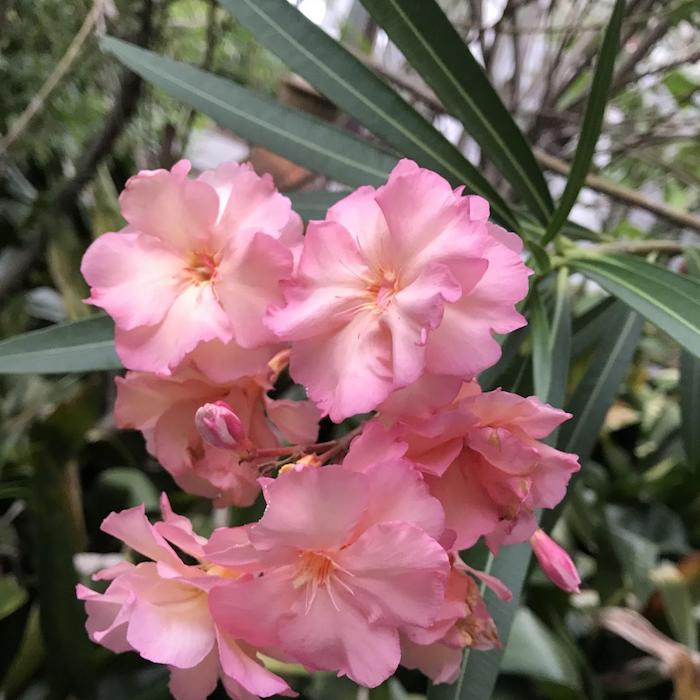 9 oleander blass pinke blume pflanzen für pralle sonne bilder blumen die wenig wasser brauchen garten einrichten