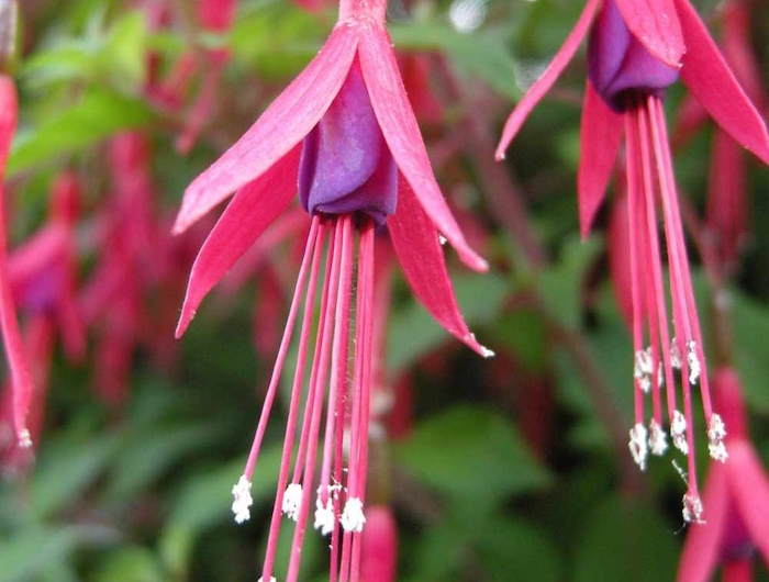 fuschia magellanica winterharte pflanzen ideen für garten gestalten