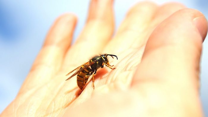 behandlung wespen stich zuhause heilmittel selber machen was hilft bei wespenstich bild von einer wespejpeg