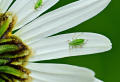 Blattläuse bekämpfen: Welche sind die effektivsten Hausmittel?