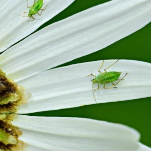 blatläuse bekämpfen die besten hausmitteln und natürlichen methoden kleine insekten nützliche gartentipps