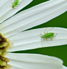 blatläuse bekämpfen die besten hausmitteln und natürlichen methoden kleine insekten nützliche gartentipps