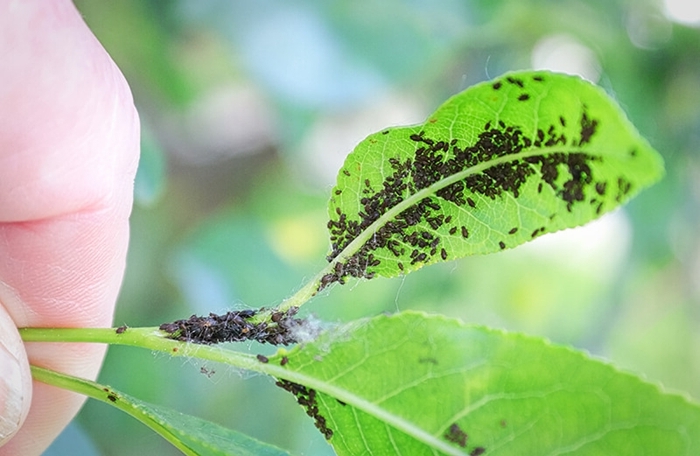 blatläuse bekämpfen tipps ratschläge methoden hilfreiche hausmittel schädlinge pflanzen