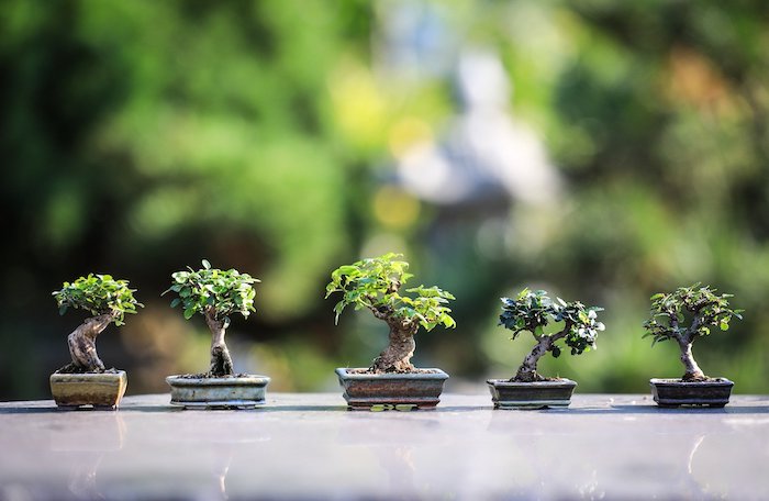 bonsai gießen ideen kleine bonsai bäume bonsai pflege tipps kleine bäume mit grünen blättern