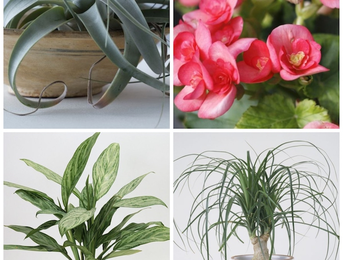 collage von pflanzen die wenig wasser brauchen verschiedene arte pinke blumen information