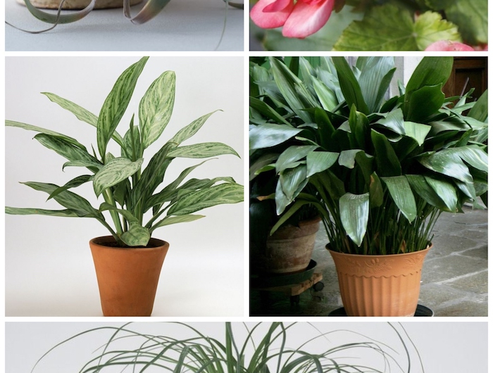 collage von pflanzen die wenig wasser brauchen verschiedene arte pinke blumen information