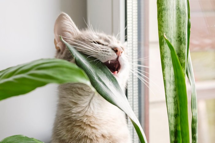 Katzen von Zimmerpflanzen fernhalten: Essig und Glasglocken helfen