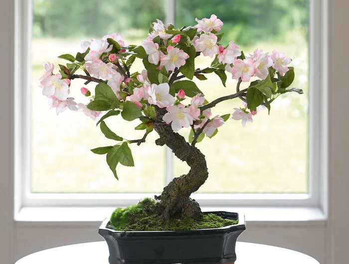 ein fenster bonsai pflege tipps ein schwarzer topf mit einem bonsai baum mit grünen bäumen und weißen blüten