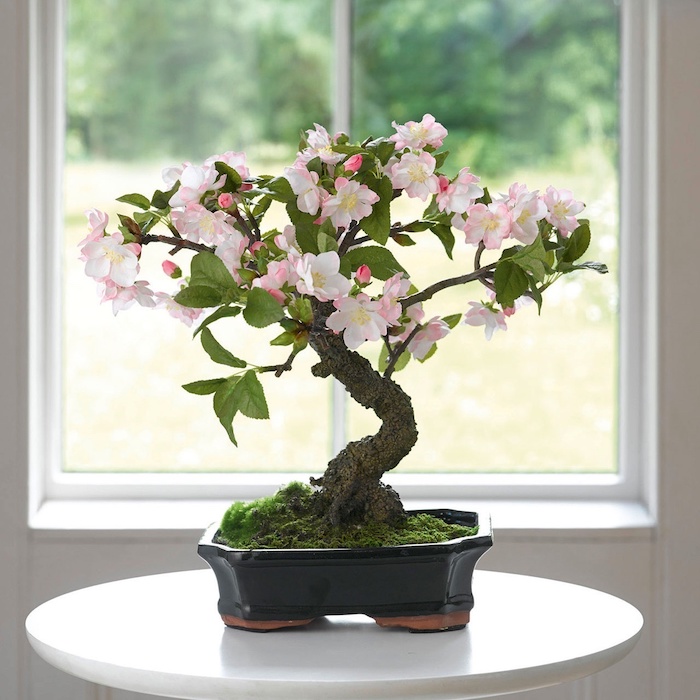 ein fenster bonsai pflege tipps ein schwarzer topf mit einem bonsai baum mit grünen bäumen und weißen blüten