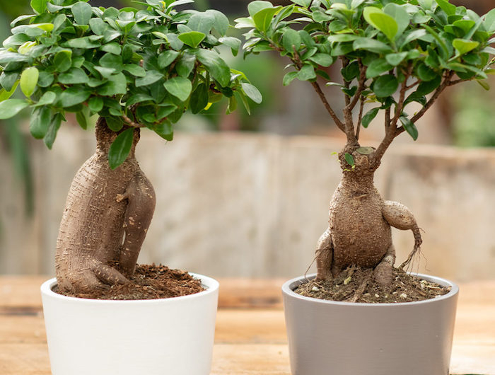 ein grauer und ein weißer topf bonsai pflege tipps kleine bonsai bäume für innenbereich bonsai schneiden