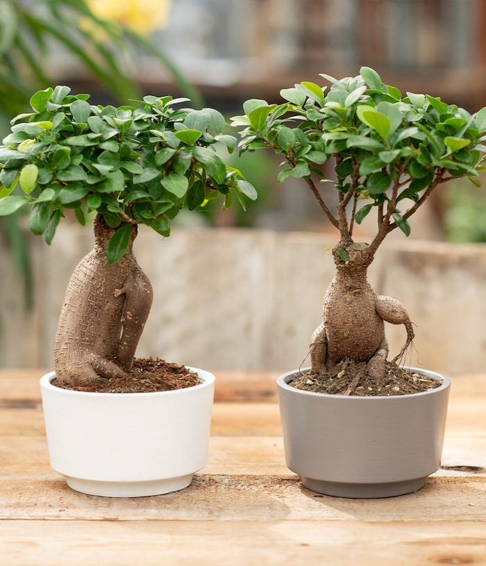 ein grauer und ein weißer topf bonsai pflege tipps kleine bonsai bäume für innenbereich bonsai schneiden
