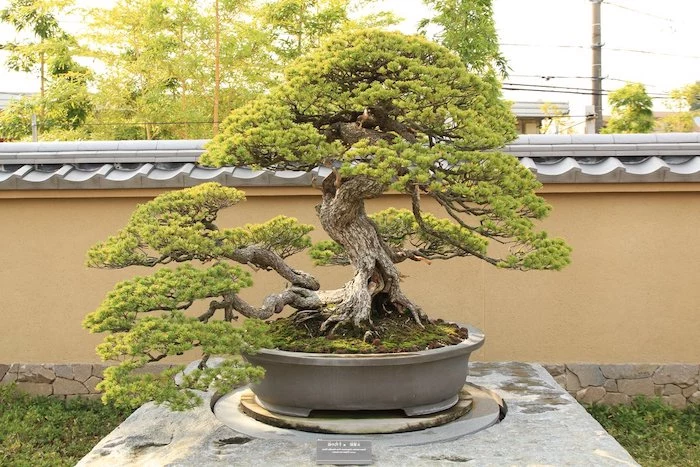 ein japanischer garten mit baum bonsai pflege tipps großer baum mit grünen blättern garten gestalten ideen